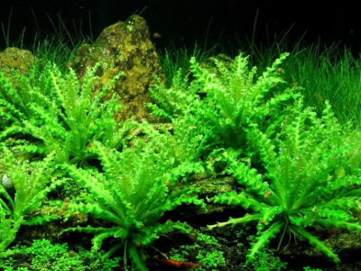 Погостемон Хелфера Pogostemon helferi (меристемное растение)